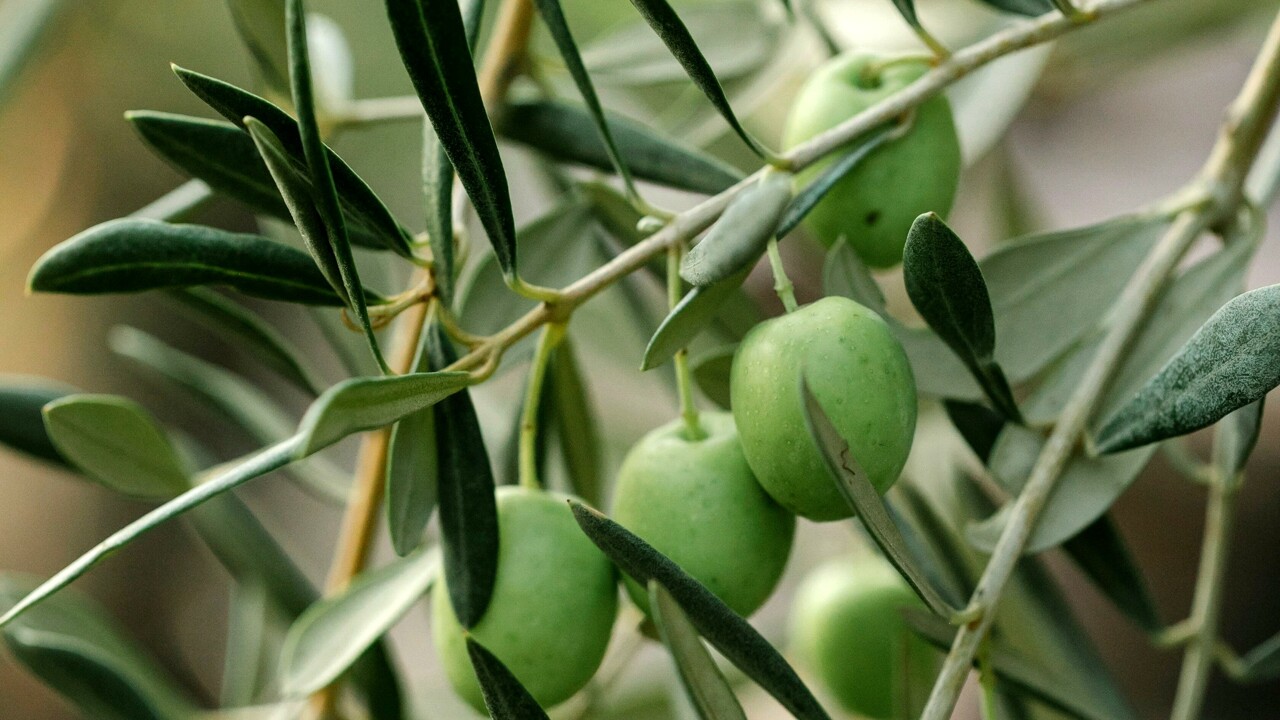 Olive 